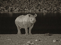 Rhinoceros [ 8 images ]